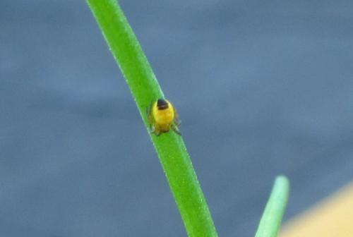 Araneus diadematus